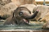 Baby elephant taking his first swim