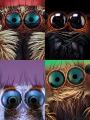 Close-up shots of spider eyes captured by Spanish macro photographer Javier Rupérez