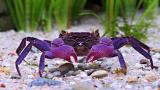 This purple crab