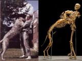 Anthropologist Grover Krantz donated his body to science, with one condition... that his dog would stay close to him, both are now on display at the Smithsonian (Washington, DC. )
