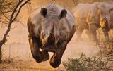🔥 A charging Rhino is the most intemidating thing ever