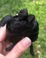 A black Galapagos tortoise hatchling