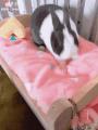 The way this bunny prepares its bed before crashing