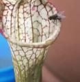 Insect eating plant with surprise inside