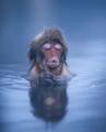 🔥 Baby macaque enjoying a relaxing soak in a hot spring 🔥