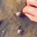 Crab Helps Its Friend