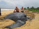 🔥 Leatherback Turtles can get pretty huge apparently