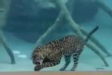 Jaguar eating under water