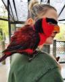 EVil sCIenTist sPliCeS THe gEnEs oF paRROt WiTH A hUmaN