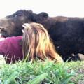 Rescued cow enjoying life at Farm Animal Refuge