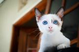 White kitten with blue eyes...