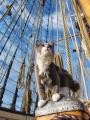 Ship's cat