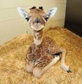 So apparently this is what baby giraffes look like and