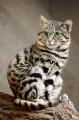 A fully grown felis nigripes (sounds grumpy), aka the Black-footed cat. This is the smaller African cat species, with large males weighing in at 4.5 lbs and females reaching just over 3 lbs.