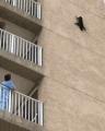 This cat stuck on a building managed to sort itself out. They truly are immortal.