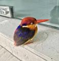 🔥 Oriental Dwarf Kingfisher 🔥