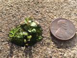 This teeny tiny garden growing out of a little hole in the sidewalk.