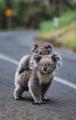 Koalas Escape Autralia Forest Fires :(