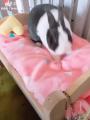Rabbit making his bed before sleep