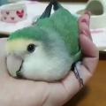 Birb's new bed
