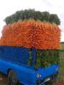 This truck filled with carrots