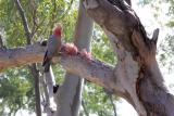 A nice photo of a galah with her young