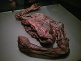 Preserved torso of “Old Croghan Man”, an Iron Age bog body found in Ireland. He is believed to have died between 362 BC and 175 BC, making the body over 2,000 years old. He had been decapitated and cut in half