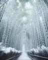 A path of frozen bamboo
