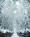 A frozen bamboo forest ❄