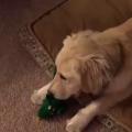 Owner dresses up as dog's favorite toy