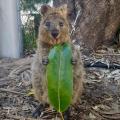 My buddy took this photo of a Quokka eating a leaf and im convinced its the cutest thing ever.