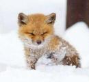 Baby fox covered in snow