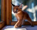 🔥 Beautiful Caracal kitten 🔥