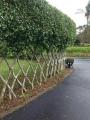 Grafting Fence