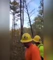 Cutting down trees