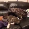 Owl being the boss...