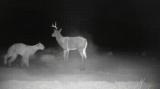 Mountain Lion takes on a deer decoy!
