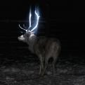Herders in Lapland (Finland) are spraying their reindeer’s antlers with reflective paint to help drivers see them in the dark, majestic right?