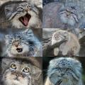 Pallas' Cat is the derpiest of all cats.