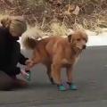 This is what happens when dogs wear shoes for the first time