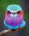 🔥 Colorful bird 🔥
