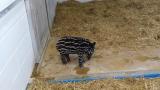 Baby tapir, simply the cutest.