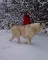 Enormous Central Asian Shepherd Dog