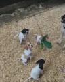 Pointer puppies and their mother instinctively freeze and point at the feather toy