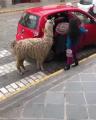 A family and their lama taking a taxi
