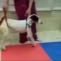 Disabled dog learns to walk again