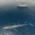 Blue Whale Compared to a 75ft Boat
