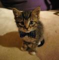 Kitten with a bowtie. That is all.