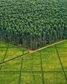 Tea plantation & a forest in Kericho, Kenya. Beauty Galore!