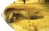 A 54-million-year-old gecko found perfectly preserved in an amber deposit